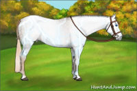 Horse Color:Gray Chestnut Splash Tobiano 