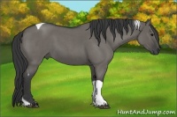 Horse Color:Grullo Roan Tobiano 