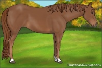 Horse Color:Chestnut 