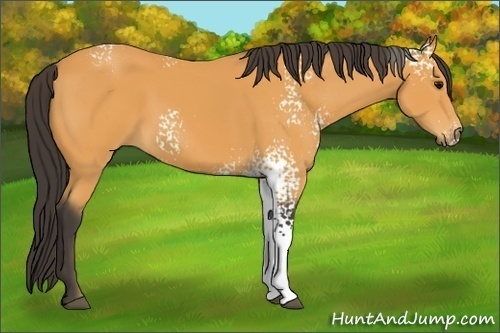 Horse Color: White Spotted Buckskin 