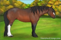 Horse Color:Bay Roan 