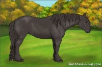 Horse Color:Smoky Black 