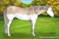 Horse Color:Chocolate Palomino Pearl Splash 