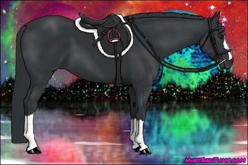 Horse Color: Black 