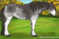 Horse Color:White Spotted Smoky Black