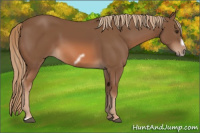 Horse Color:Chestnut Frame 