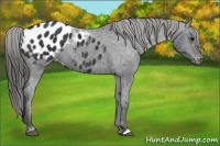 Horse Color:Black Appaloosa 