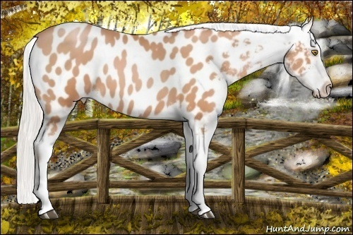 Horse Color: Silver Brown Pearl Blanket 