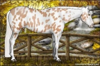 Horse Color:Silver Brown Pearl Appaloosa 