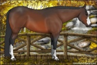 Horse Color:Bay 