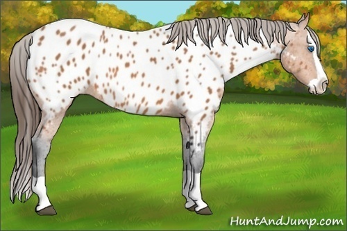Horse Color: Bay Splash Blanket 
