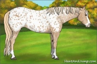 Horse Color:Chestnut Splash Appaloosa 
