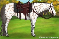 Horse Color:Bay Splash Appaloosa