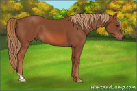 Horse Color:Liver Chestnut 