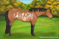 Horse Color:Bay Splash Frame  Brindle