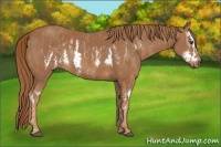 Horse Color:Chestnut Splash Frame Brindle