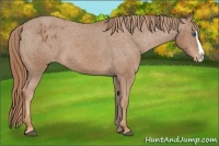 Horse Color:Chestnut Splash Appaloosa 