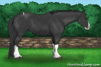 Horse Color:Black Splash Tobiano 