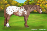 Horse Color:Liver Chestnut Appaloosa 