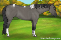Horse Color:Grullo Roan Tobiano 