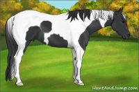 Horse Color:Black Tobiano