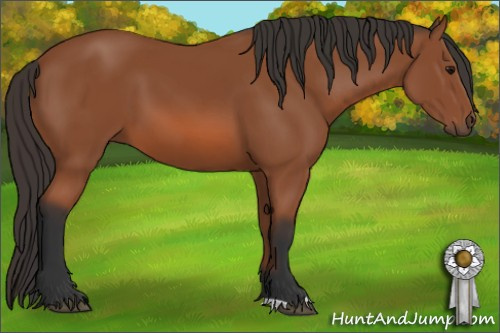 Horse Color: Bay 