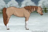 Horse Color:Red Dun 