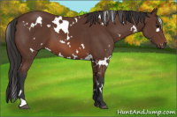 Horse Color:White Spotted Bay 