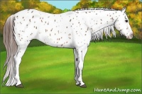 Horse Color:Bay Tobiano Appaloosa 