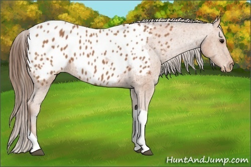 Horse Color: Bay Tobiano Near Leopard 