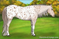 Horse Color:Bay Tobiano Near Leopard 