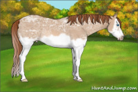 Horse Color:Red Dun Ice Roan Splash Frame Rabicano 