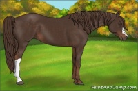 Horse Color:Liver Chestnut 