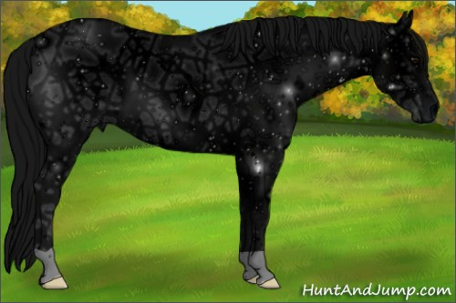 Horse Color: ERROR: UNKNOWN ANOMALY