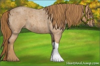 Horse Color:Red Roan