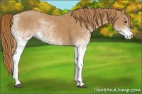 Horse Color:White Spotted Chestnut 