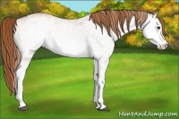 Horse Color:White Spotted Chestnut 