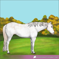 Horse Color:White Spotted Chestnut Sabino