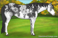 Horse Color:Black Ice Splash 