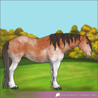Horse Color:White Spotted Bay 