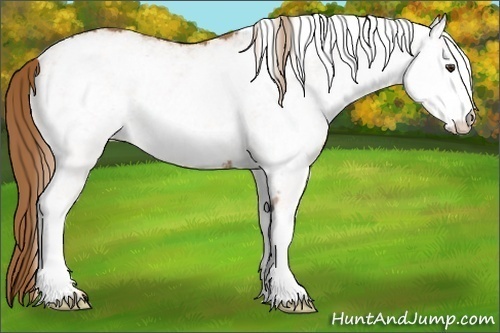 Horse Color: White Spotted Chestnut 