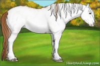Horse Color:White Spotted Chestnut 
