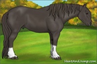 Horse Color:Smoky Black Tobiano 