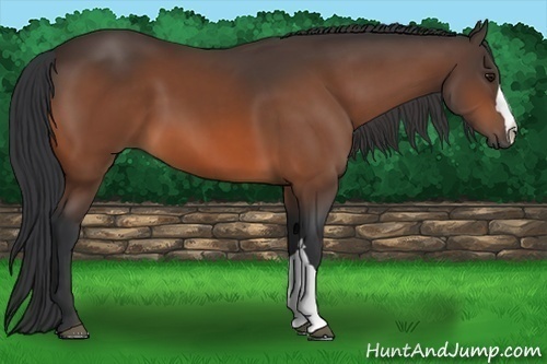 Horse Color: Bay 