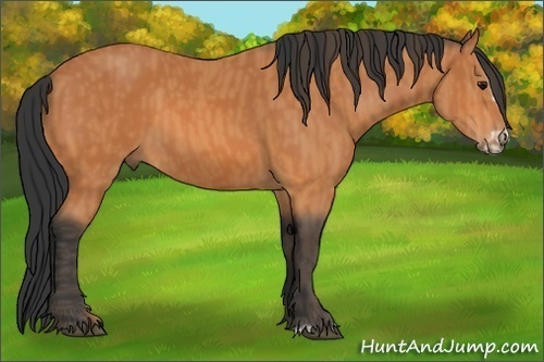 Horse Color: Bay Splash Frame  Brindle
