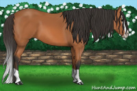 Horse Color:Bay Splash 