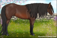 Horse Color:Bay Splash 