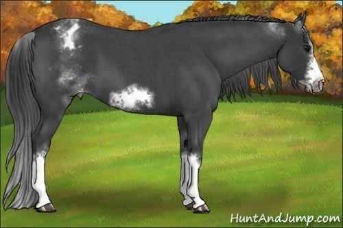 Horse Color:White Spotted Blue Roan Splash Frame Appaloosa 