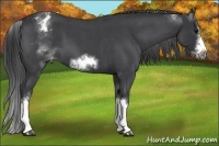 Horse Color:White Spotted Blue Roan Splash Frame Appaloosa 
