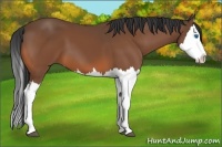 Horse Color:Bay Splash 